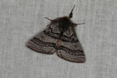 Anthela tetraphrica