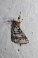 Anthela tetraphrica