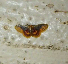 Idaea scintillularia