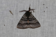 Anthela tetraphrica