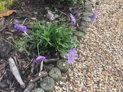 Scabiosa incisa