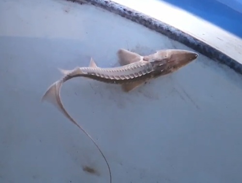 Amu Darya shovelnose sturgeon (Pseudoscaphirhynchus kaufmanni) — Acipenseridae — 4