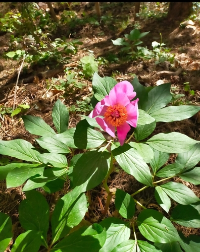 Wild peony (Paeonia mascula)