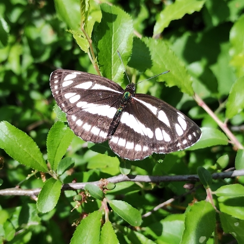 Pallas' Sailer photo 3