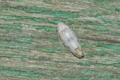 Eurhadina concinna