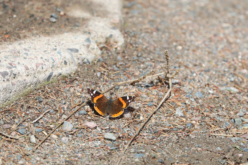 Red Admiral from Massey Acres on April 23, 2024 at 11:49 AM by Trent ...