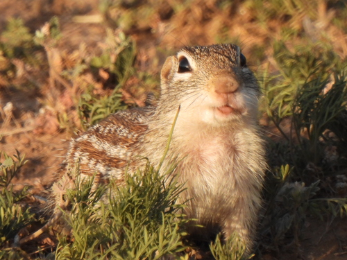 Rio Grande Ground Squirrel