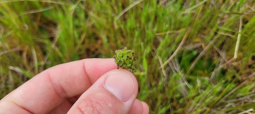 Image of Acaena pinnatifida by no rights reserved