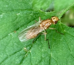 Psila