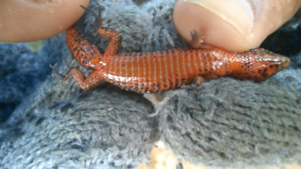 Caparo Root Lizard