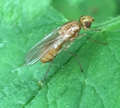 Psila