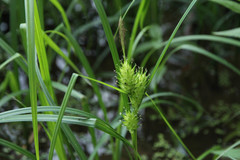 Carex