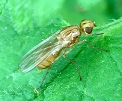 Psila