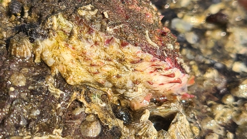 Pseudochama picta
