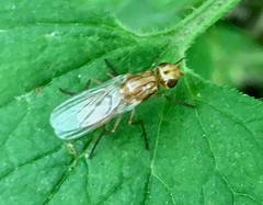 Psila