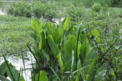 Thalia dealbata