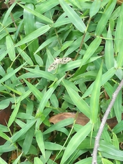 Sameodes cancellalis