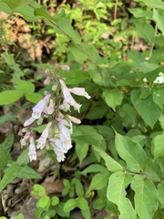Penstemon canescens
