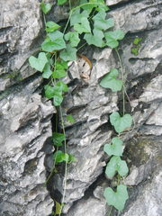 Maurandya antirrhiniflora