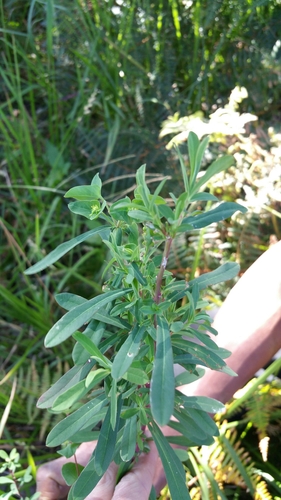Euphorbia emirnensis