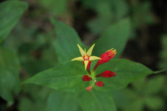 Spigelia marilandica