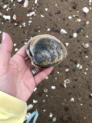 Mercenaria mercenaria