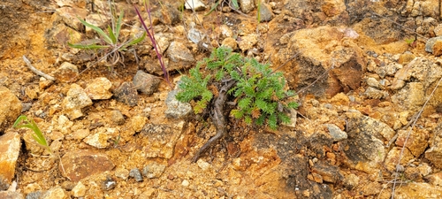 Image of Acaena pinnatifida by no rights reserved