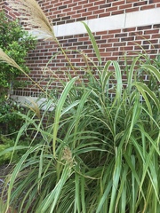 Image of Miscanthus sinensis