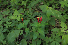 Spigelia marilandica