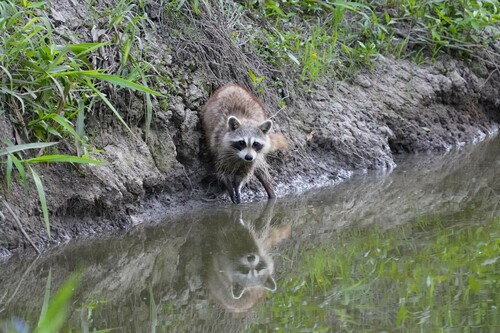 Common Raccoon photographed in Louisiana