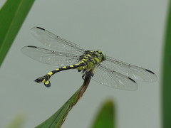 Sinictinogomphus clavatus