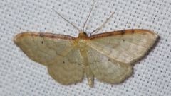 Idaea humiliata