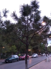 Pinus