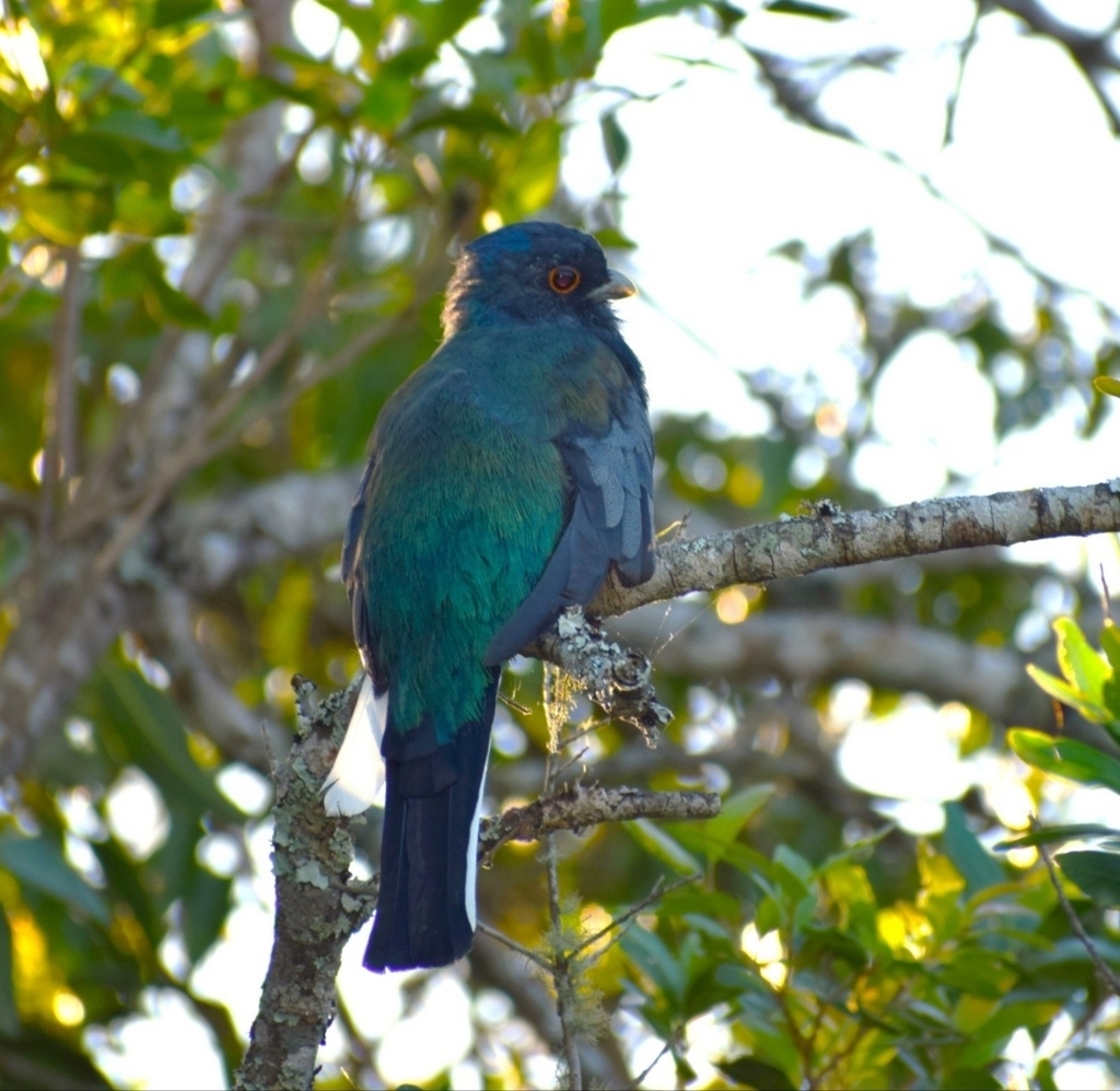 Southern Surucua Trogon