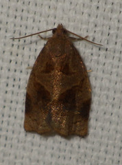 Archips rosana