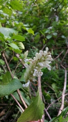 Achyrospermum fruticosum image