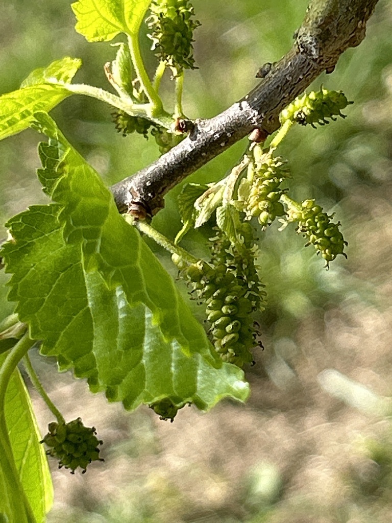 red mulberry from Little Mill Creek North Park, Lenexa, KS, US on April ...