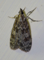 Scoparia basistrigalis