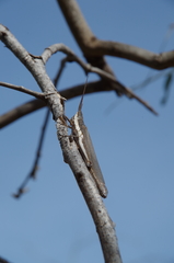 Erythropomala amaena