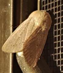 Leucania abdominalis