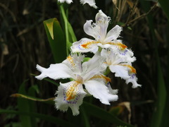 Iris japonica