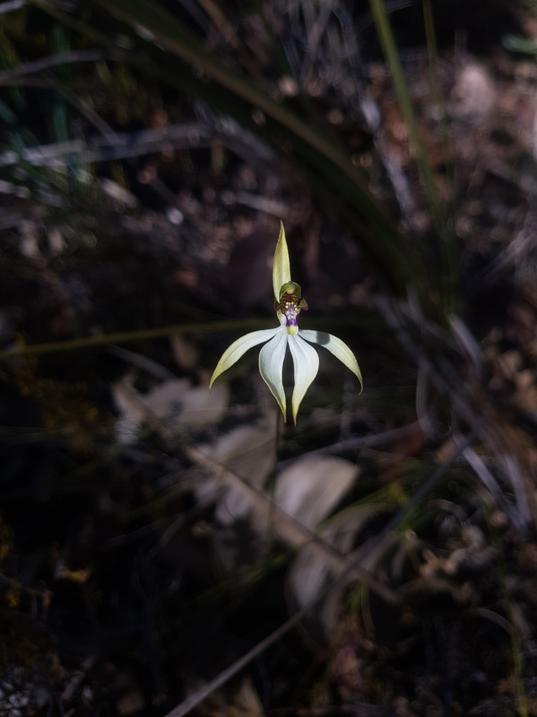 leafless orchid in April 2024 by Jamie Lee · iNaturalist