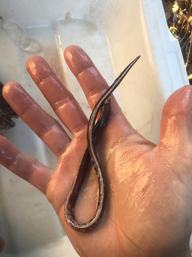 Sailfin worm eel (Letharchus velifer) — Ophichthidae — 5