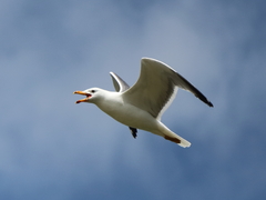 Larus armenicus