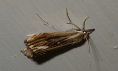 Catoptria verellus