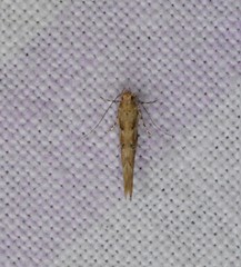 Pyroderces
