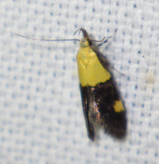 Oecophora bractella