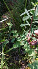 Euphorbia emirnensis image