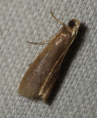 Cryptoblabes bistriga