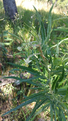 Gomphocarpus fruticosus image